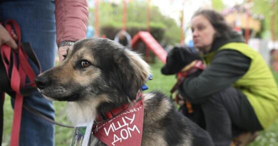 В Подмосковье нашли приют с трупами животных