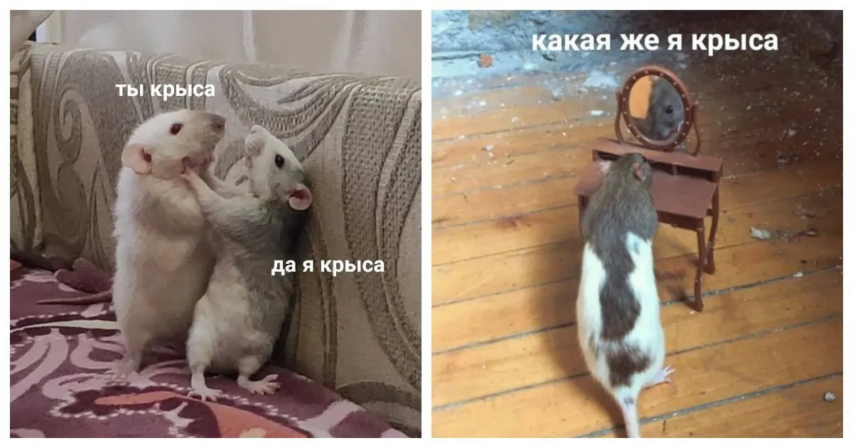 Почему сплетничать полезно для здоровья