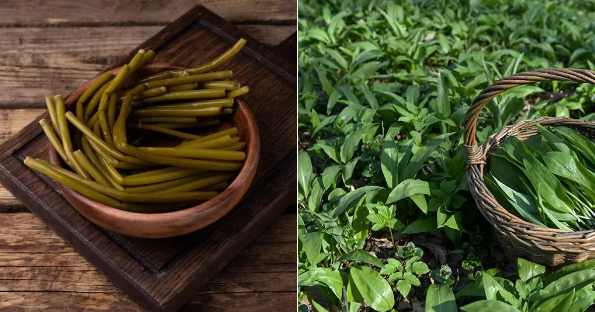 5 интересных фактов о черемше