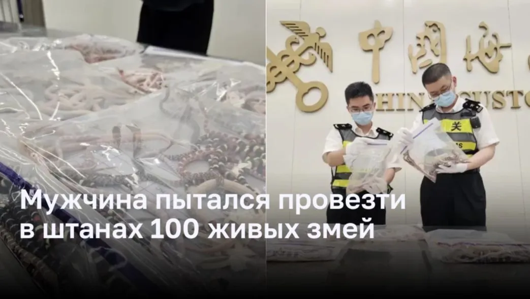 Мужчина пытался провезти в штанах 100 живых змей