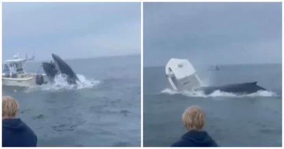 Нападение кита на лодку с людьми попало на видео
