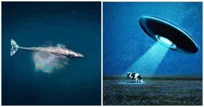 Общение с китами поможет людям понять инопланетян