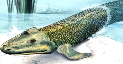 Палеонтологи нашли следы ходячей рыбы, жившей 300 млн лет назад