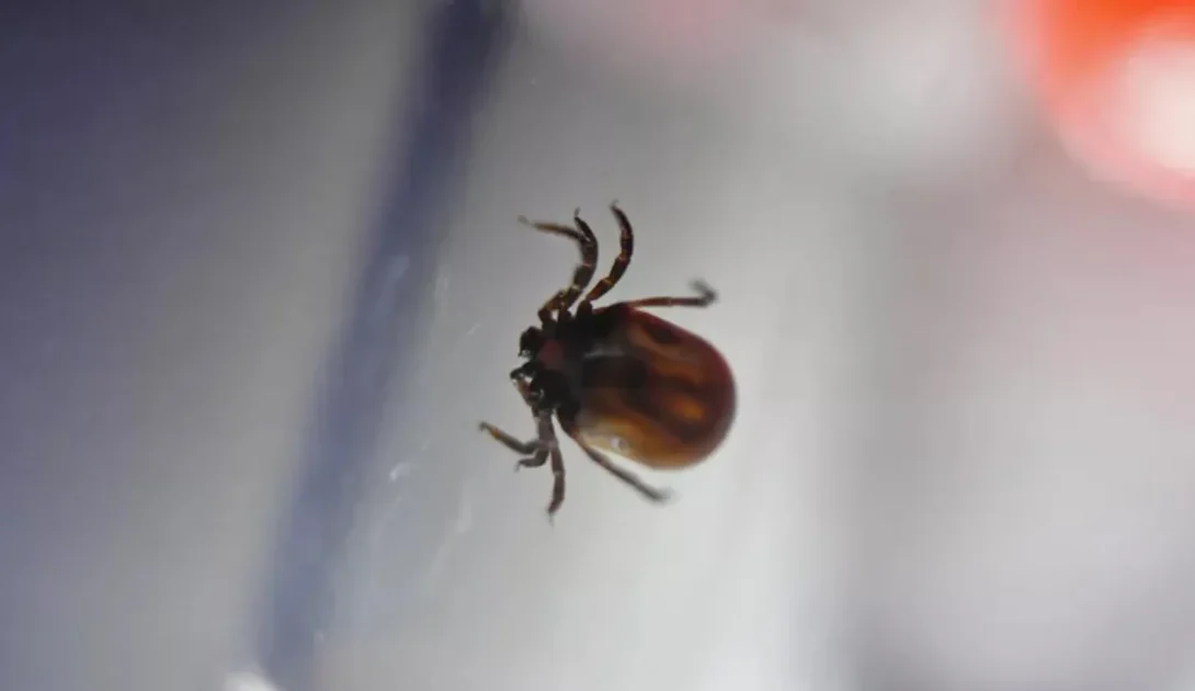 Роспотребнадзор высказался об угрозе нашествия гигантских клещей Роспотребнадзор высказался об угрозе нашествия гигантских клещей