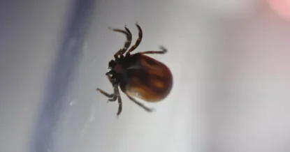 Роспотребнадзор высказался об угрозе нашествия гигантских клещей