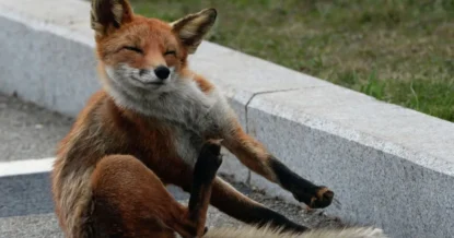 В Амурской области будут отстреливать лисиц