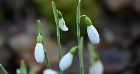 Россиянам назвали дату прихода настоящей весны