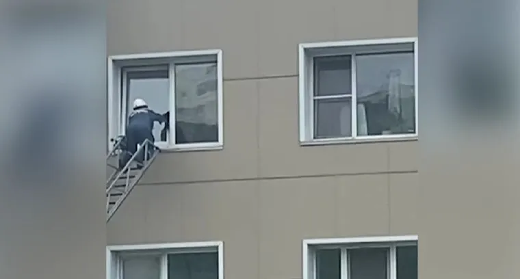 На Сахалине спасают застрявшего в окне черного кота