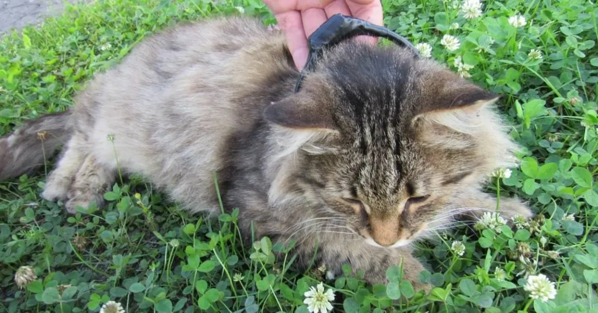 Кота-наркокурьера поймали в Нижегородской области Кота-наркокурьера поймали в Нижегородской области