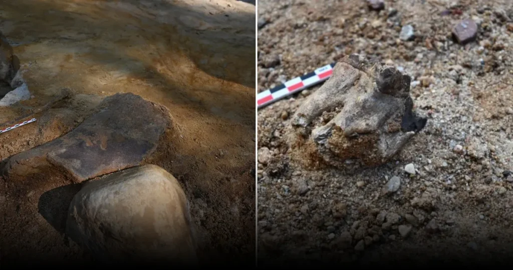 Какие тайны скрывала мастерская неандертальцев, обнаруженная в Польше
