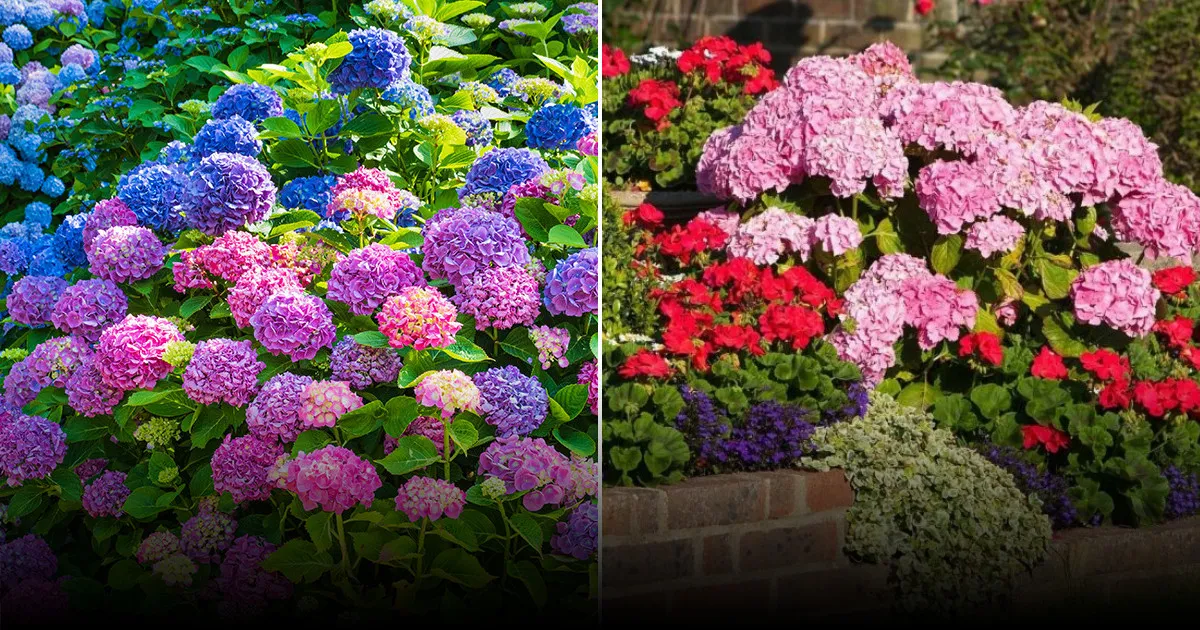 Соседи для гортензии: как добиться обильного цветения Соседи для гортензии: как добиться обильного цветения