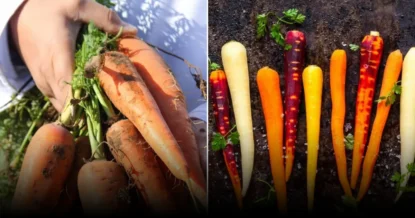 Как лук рядом с морковью увеличивает урожай и защищает грядки от вредителей