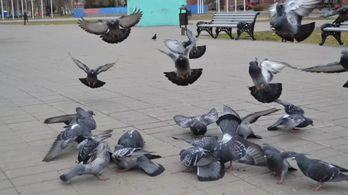 Москвичам разъяснили ответственность за кормление голубей Москвичам разъяснили ответственность за кормление голубей