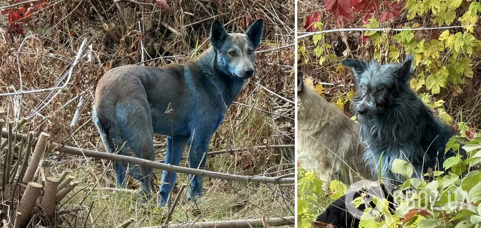 Синие собаки Чернобыля: откуда они появились Синие собаки Чернобыля: откуда они появились