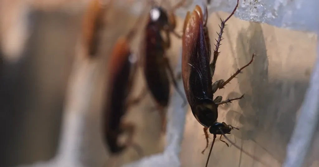 Мужчина в США совершил двойное убийство из-за послания от таракана