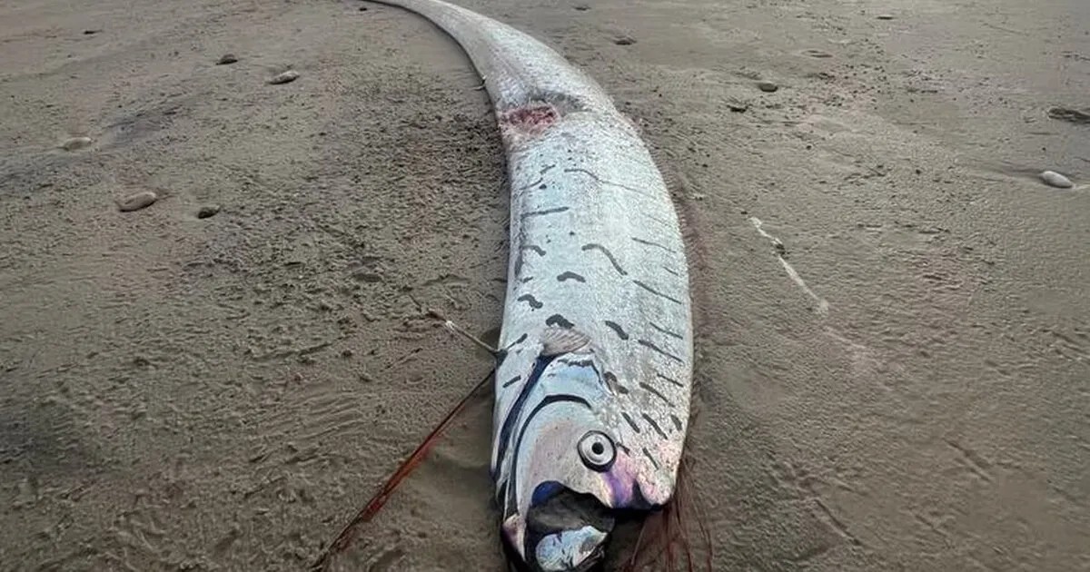 В Австралии на пляже нашли «рыбу Судного дня».