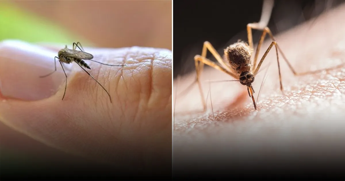 Почему самцы комаров начали сосать кровь: новые открытия ученых