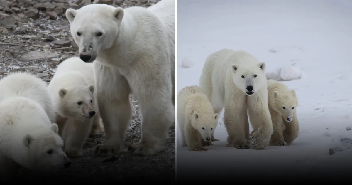 Учёные назвали 3 вида животных, специально охотящихся на человека
