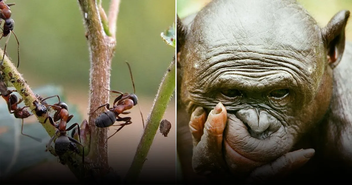 Города стимулируют уникальную эволюцию насекомых