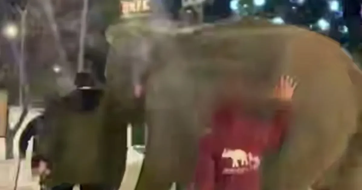 В Самаре заметили слона на улице в 20-градусный мороз