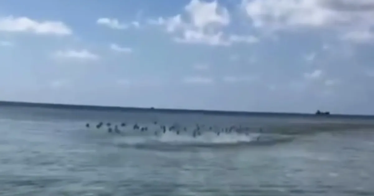 Косяк рыб напал на россиянку на Мальдивах Косяк рыб напал на россиянку на Мальдивах