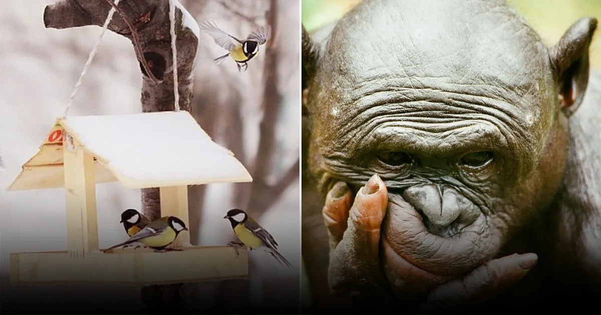 Учёные рассказали о роли щекотки в социальной связи и эволюции смеха