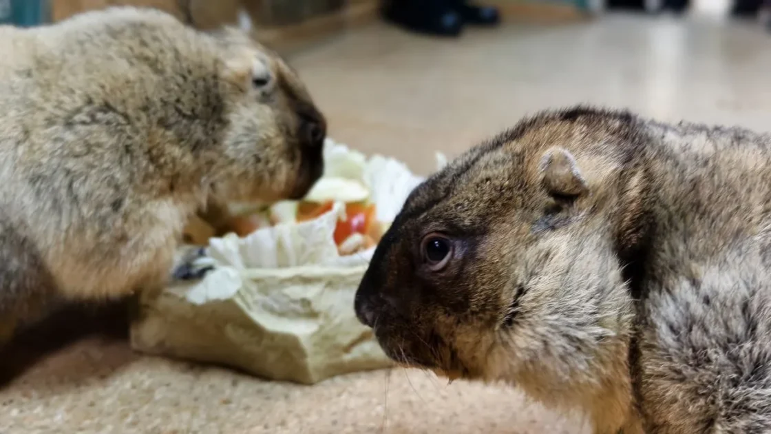 Сурки Наташа и Серёжа в Тульском экзотариуме предсказали погоду на весну Сурки Наташа и Серёжа в Тульском экзотариуме предсказали погоду на весну