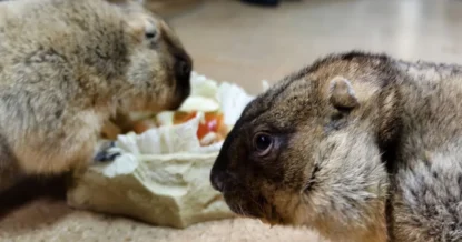 Сурки Наташа и Серёжа в Тульском экзотариуме предсказали погоду на весну
