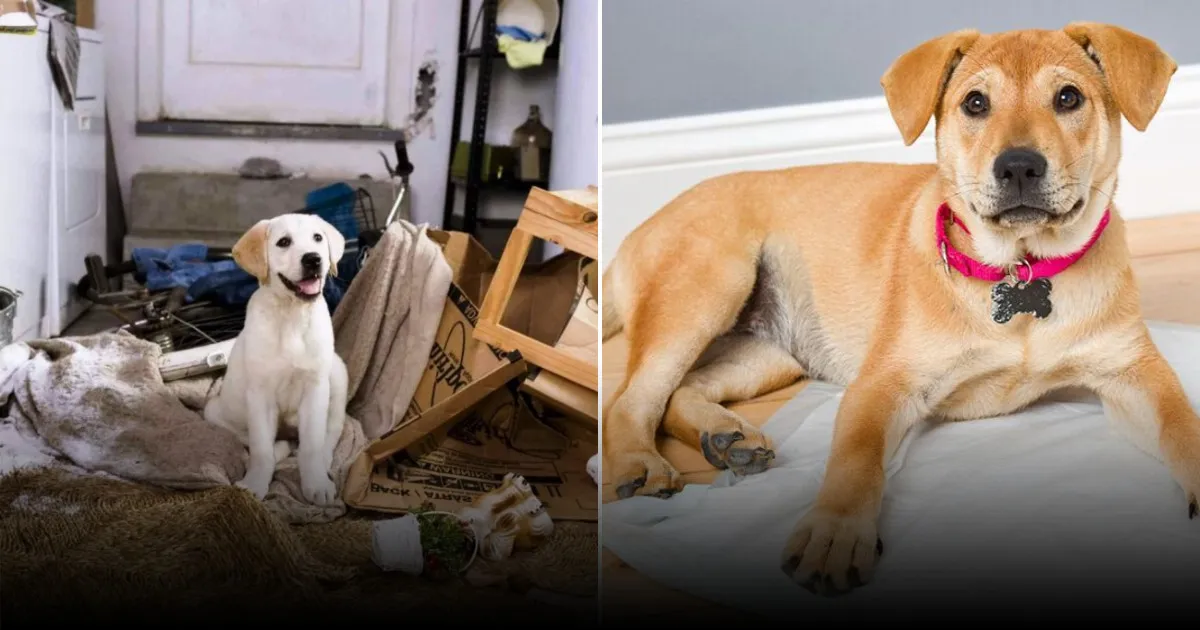 5 признаков того, что у вашей собаки артрит