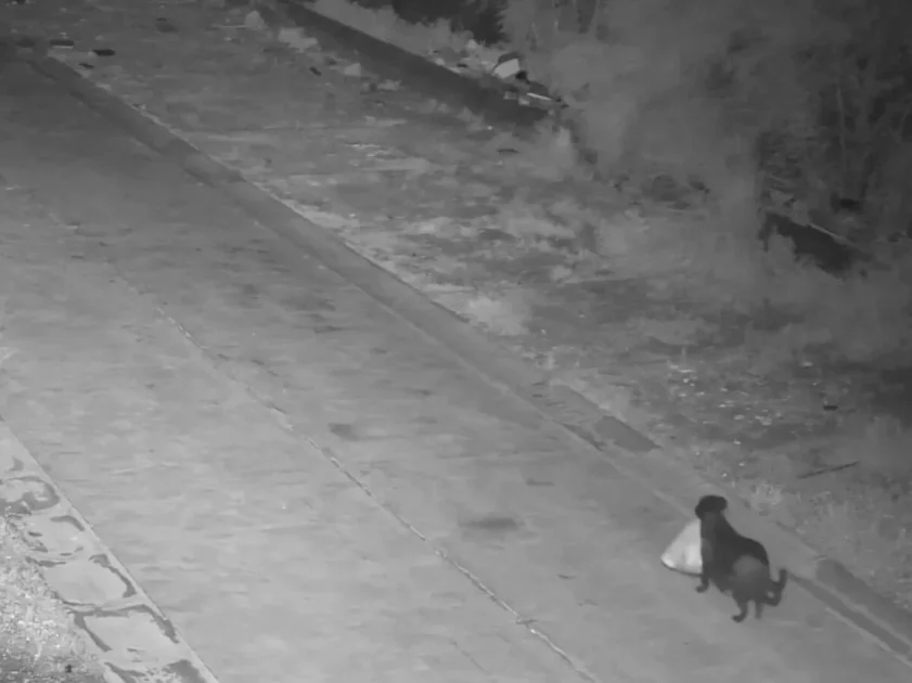 Итальянец научил собаку выбрасывать мусор