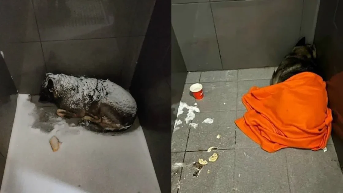 Все заведения «Додо пиццы» сделают pet-friendly после скандала с Додобоней Все заведения «Додо пиццы» сделают pet-friendly после скандала с Додобоней