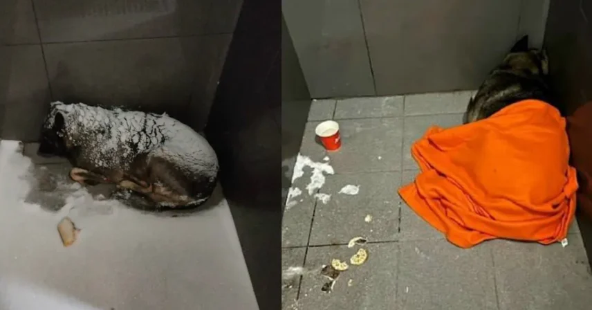 Все заведения «Додо пиццы» сделают pet-friendly после скандала с Додобоней