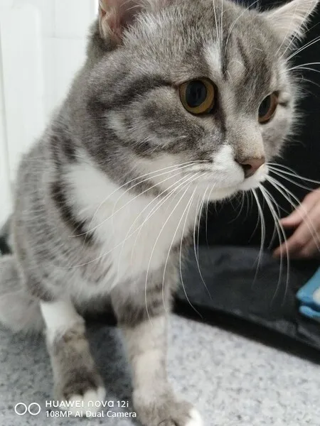 В Иркутской области пенсионерка постирала кота в стиральной машине