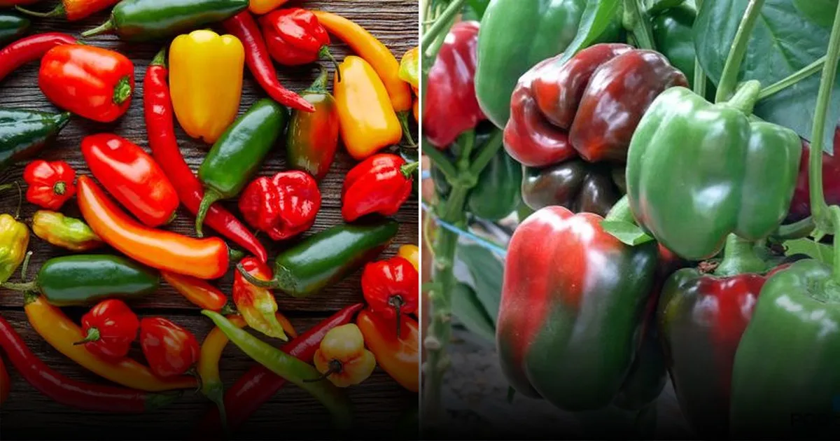 Болгарский перец: суперфуд для иммунитета и молодости