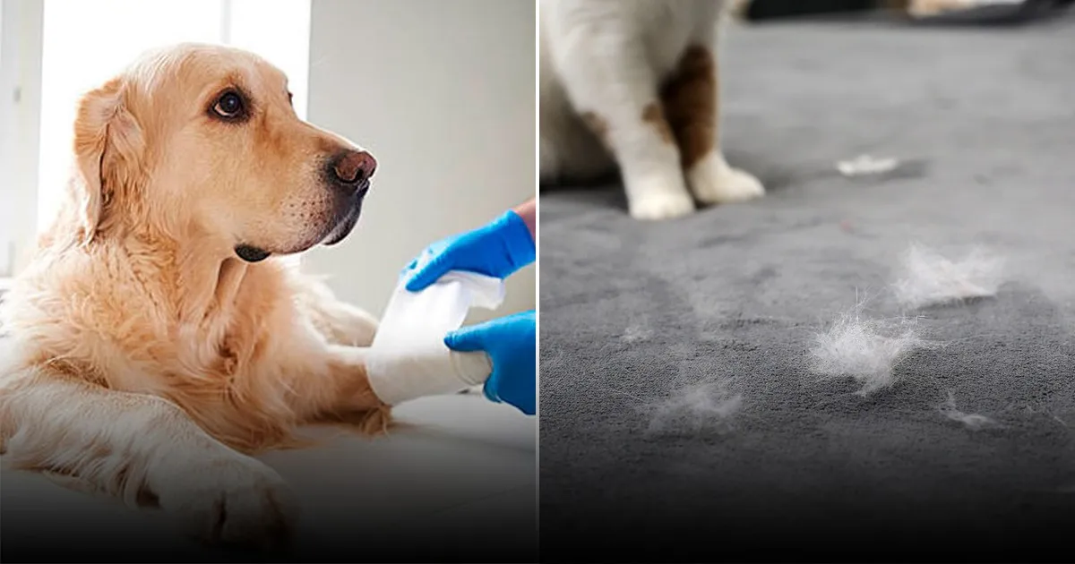 Почему собаки помогают хозяину, а кошки нет: учёные дали ответ Почему собаки помогают хозяину, а кошки нет: учёные дали ответ