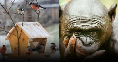 Учёные объяснили, как развитие мозга помогло предкам птиц пережить массовое вымирание