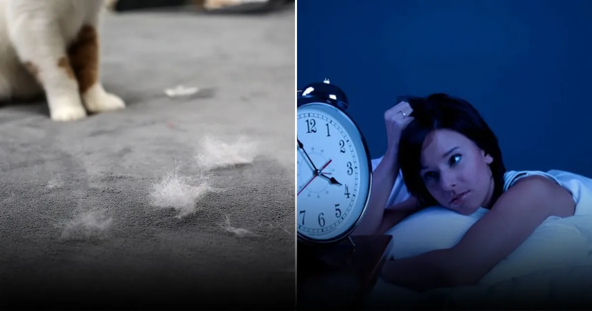 Кошки не дают спать по ночам: два проверенных способа устранить проблему