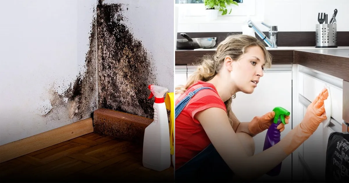 Названы эффективные способы борьбы с чешуйницами в домашних условиях