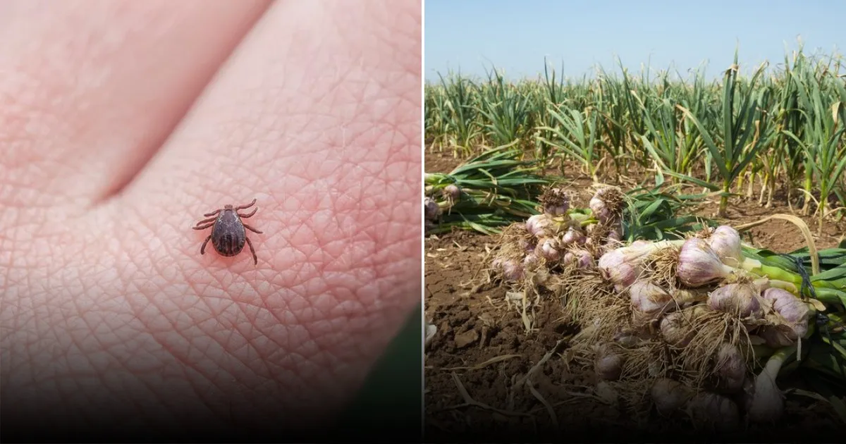 Эксперты предупредили об аномальных клещах-гигантах