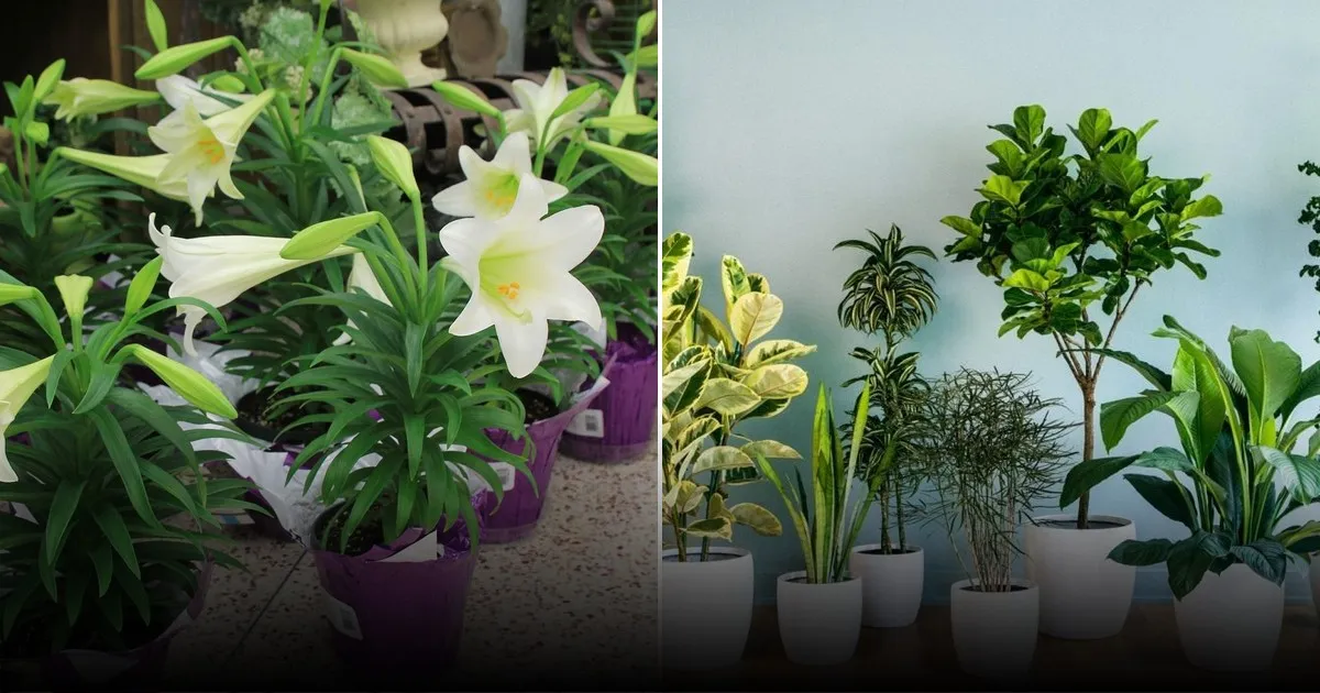 Флористы объяснили, как надолго сохранить свежесть срезанных цветов Флористы объяснили, как надолго сохранить свежесть срезанных цветов