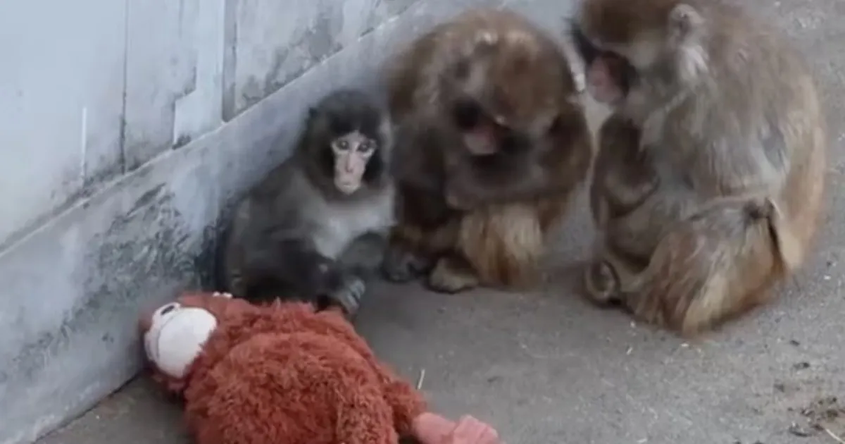 Сироту-обезьянку Панча навсегда разлучают с плюшевой «‎мамой»