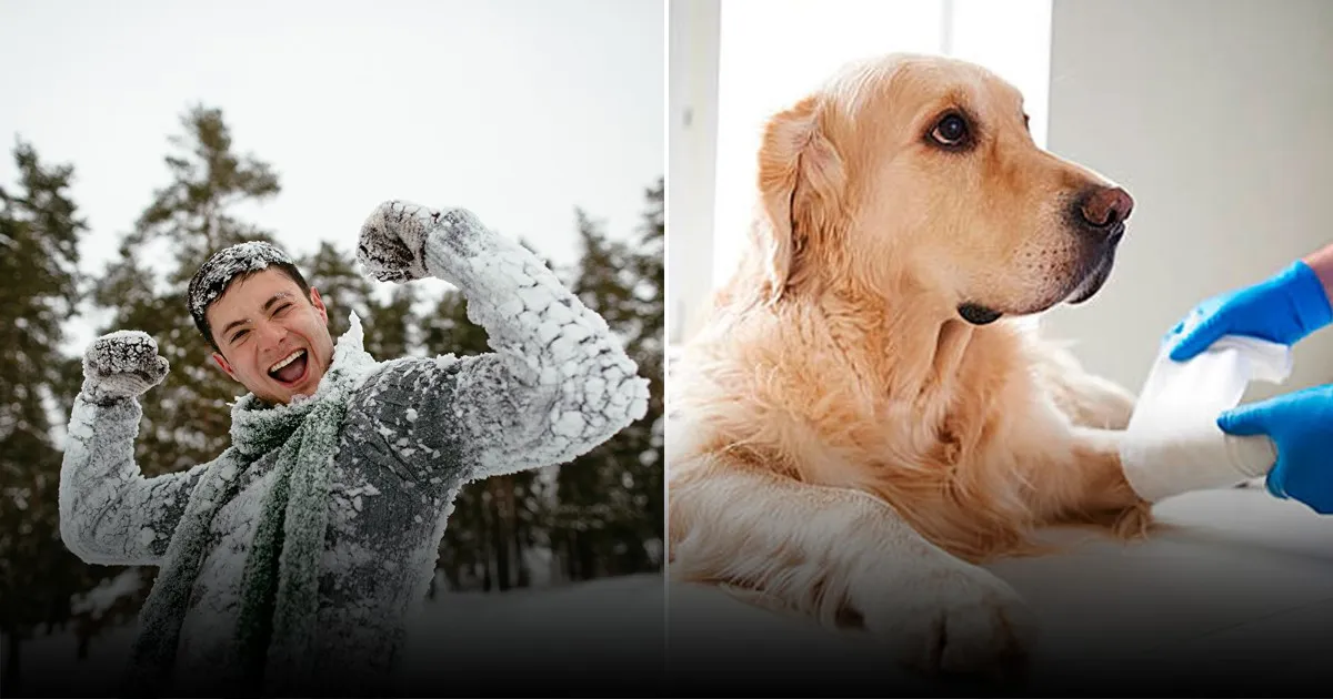 Кинолог рассказала, как помочь собаке сбросить лишние килограммы летом и зимой