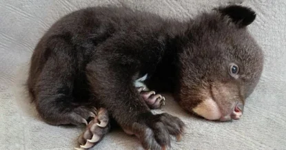 В Хабаровском крае спасли маленького медвежонка, оставшегося без мамы