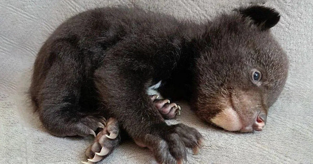 В Хабаровском крае спасли маленько медвежонка, оставшегося без мамы
