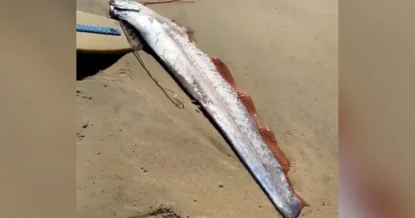 Во Вьетнаме на берегу моря нашли предвестника катаклизмов