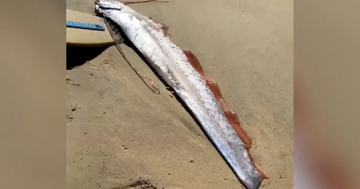 Во Вьетнаме на берегу моря нашли предвестника катаклизмов Во Вьетнаме на берегу моря нашли предвестника катаклизмов