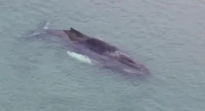 Застрявший в Балтийском море кит выбрался на свободу