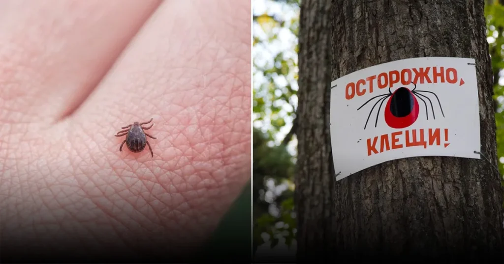 Осторожно клещи: советы по профилактике и безопасному удалению