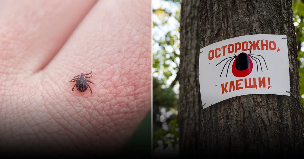 Осторожно клещи: советы по профилактике и безопасному удалению