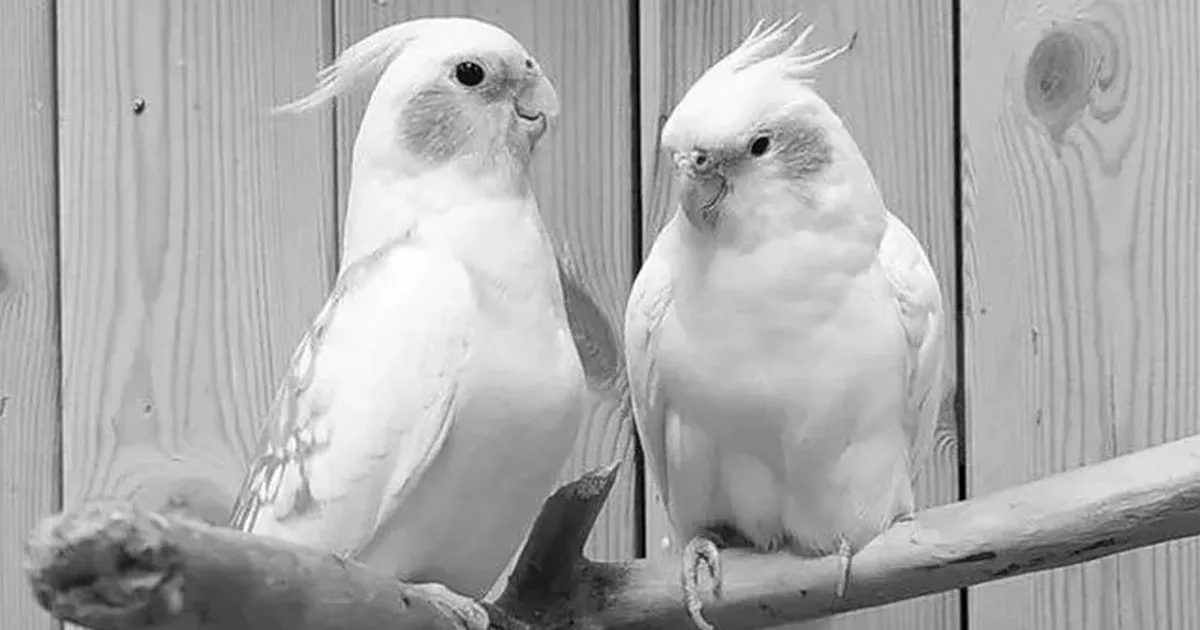 Из-за отравления газом погибли более 50 попугаев